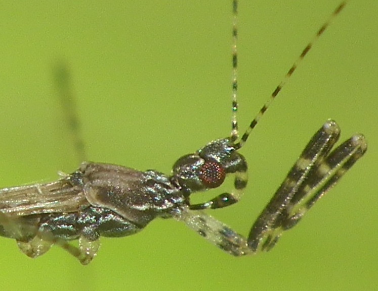 Reduviidae: Empicoris rubromaculatus